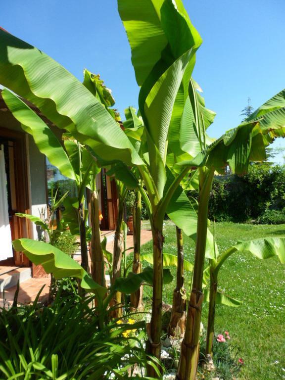 Agriturismo La Quiete Roncofreddo Exteriér fotografie